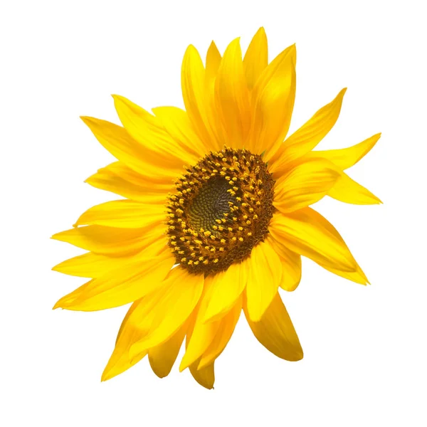 Beyaz arka plan üzerinde izole ayçiçeği çiçek. Tohum ve yağ. Düz yatıyordu, en iyi görünümü