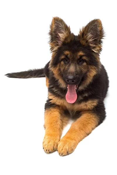 Beautiful Puppy German Shepherd Isolated White Background Fluffy Dog Close — Stock Photo, Image