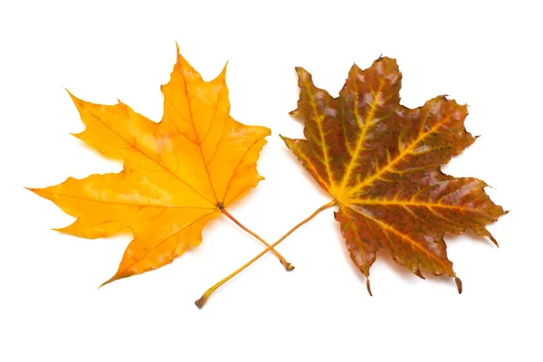 Autumn Maple Leaves Isolated White Background Falling Foliage Flat Lay — Stock Photo, Image