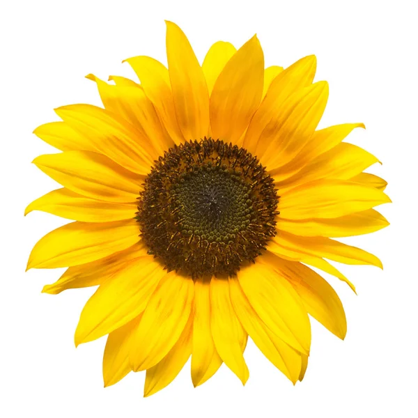 Квітка Соняшнику Ізольована Білому Тлі Насіння Олія Плоский Прошарок Вид — стокове фото