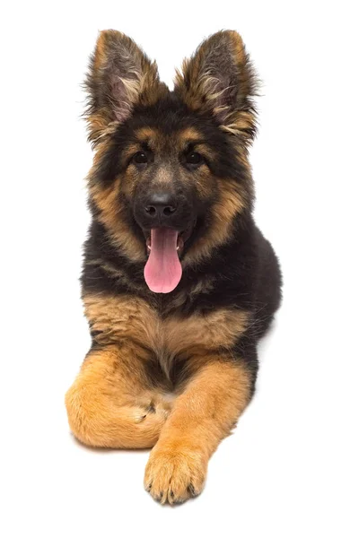 一只美丽的小狗是德国牧羊犬 被隔离在白色的背景上 棕色和黑色毛茸茸的狗特写 — 图库照片