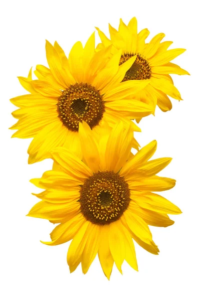 Three Sunflowers Isolated White Background Flower Bouquet Seeds Oil Flat — Stock Photo, Image