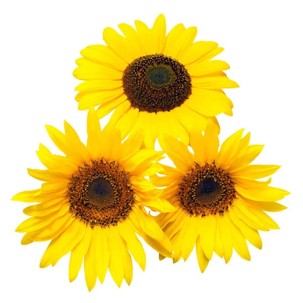 Three Sunflowers Isolated White Background Flower Bouquet Seeds Oil Flat — Stock Photo, Image