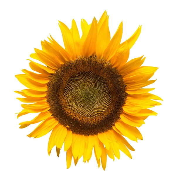 Flower Sunflower Isolated White Background Seeds Oil Flat Lay Top — Stock Photo, Image