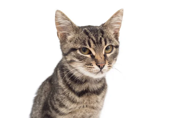 Gatinho Listrado Bonito Cinza Isolado Fundo Branco Gato Está Posando — Fotografia de Stock