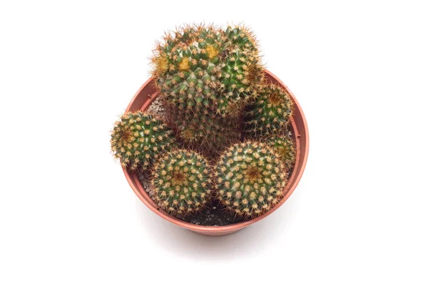 Cactus Con Espinas Largas Una Olla Aislada Sobre Fondo Blanco —  Fotos de Stock