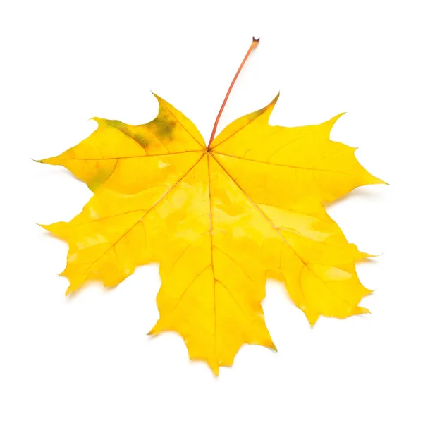 Autumn Maple Leaf Isolated White Background Falling Foliage Flat Lay — Stock Photo, Image