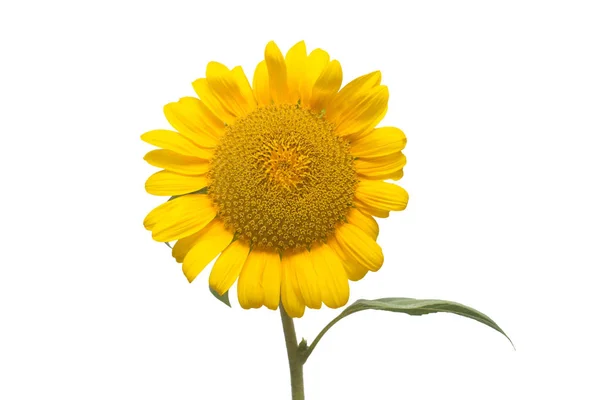 Bunga Bunga Matahari Terisolasi Pada Latar Belakang Putih Benih Dan — Stok Foto
