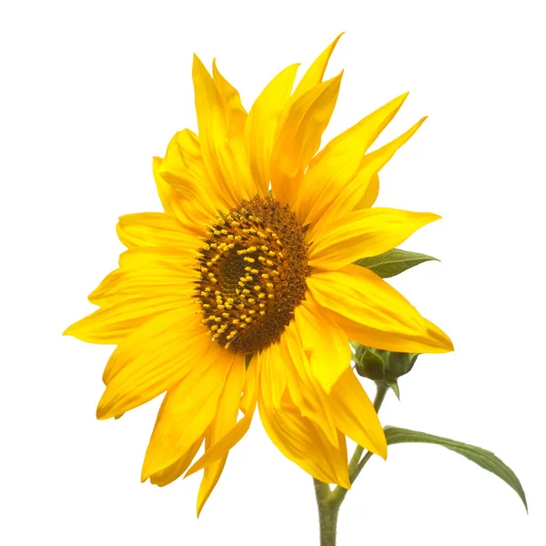 向日葵孤立在白色背景上的一朵 种子和油 顶视图 — 图库照片