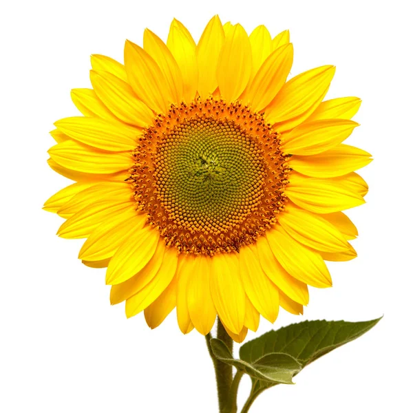 Flower Sunflower Isolated White Background Seeds Oil Flat Lay Top — Stock Photo, Image