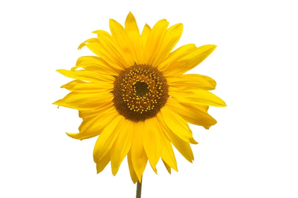 Blume Der Sonnenblume Isoliert Auf Weißem Hintergrund Samen Und Flache — Stockfoto