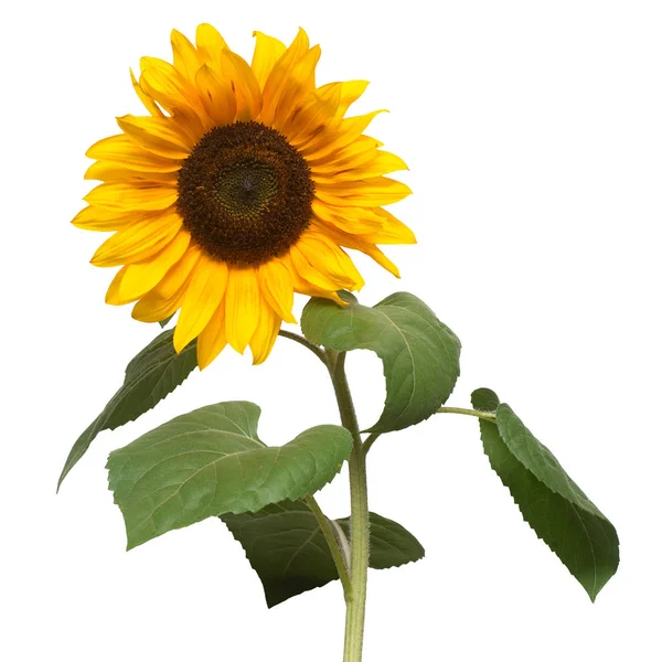 Flower Sunflower Isolated White Background Seeds Oil Flat Lay Top — Stock Photo, Image