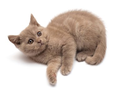 Pençe oynayan güzel gri kedi yavrusu. İngiliz kedisi, yalnız.