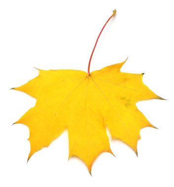 Sarı akçaağaç yaprağı beyaz arkaplanda izole edilmiş. Sonbahar, sonbahar 