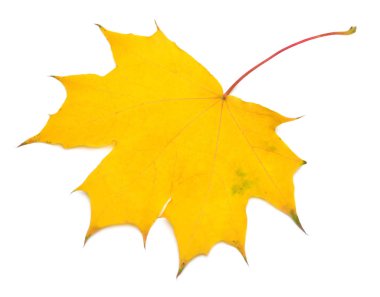Sonbahar sarı akçaağaç yaprağı beyaz arka planda izole edilmiş. Düşüyor.