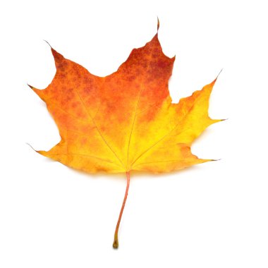Beyaz arkaplanda turuncu ve sarı akçaağaç yaprağı var. Otomatik