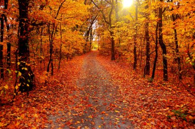 Sonbahar manzara ormanı. Sarı ağaçlar ve yol güneşli