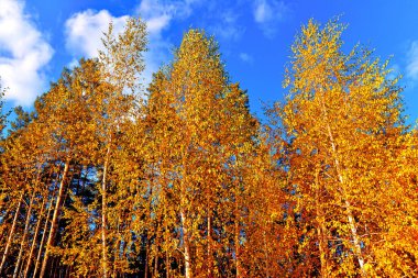 Sonbahar manzarası. Arka planda güzel sarı huş ağaçları