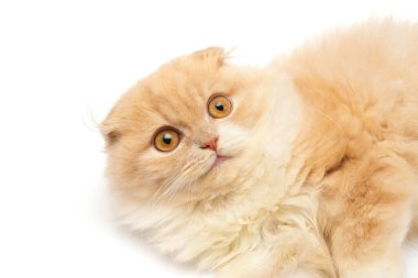 Güzel kızıl saçlı kedi yavrusu, beyaz sırtında izole bir şekilde yatıyor.