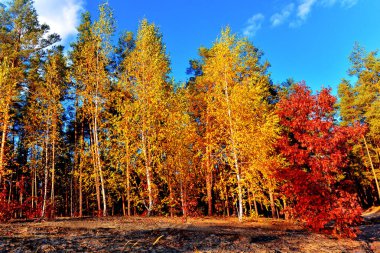 Sonbahar manzarası. Güzel sarı ve kırmızı huş ağacı, meşe ve çam ağacı