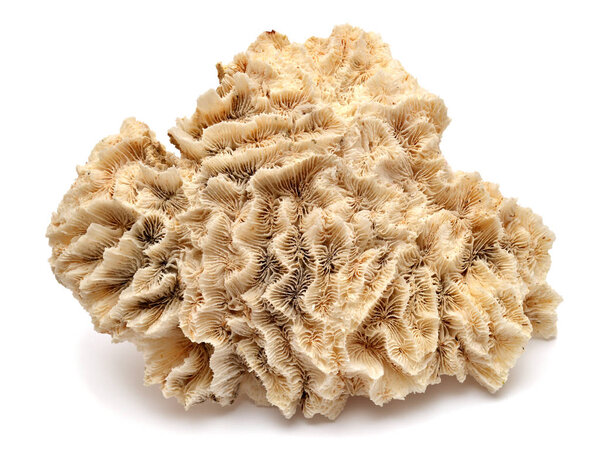 Collection coral isolated on white background. Creative concept,