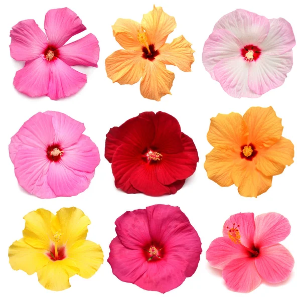 Verzamelhoofd veelkleurige hibiscus bloemen geïsoleerd op wit — Stockfoto