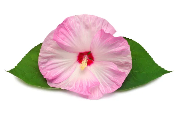 Rosa huvud hibiskus blomma med blad isolerad på vit bakgrund — Stockfoto