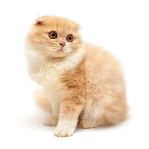 Beautiful red-haired kitten isolated on white background. Scotti — Stock Photo, Image