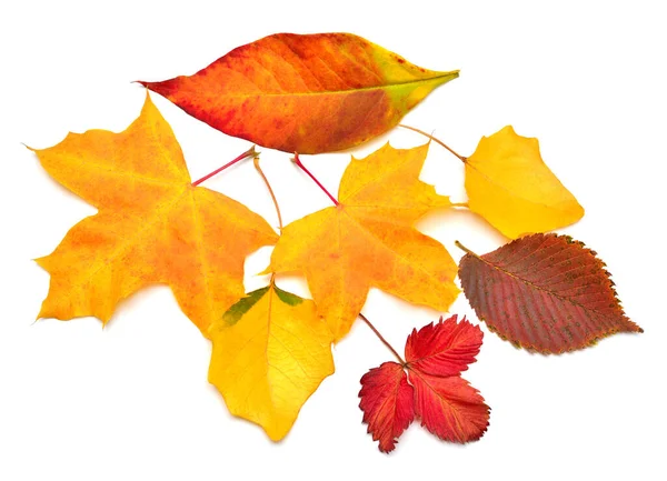 Heap beautiful multicolored autumn maple, birch, strawberry and — Stock Photo, Image