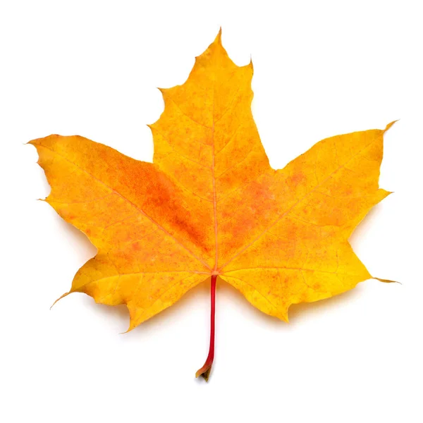 Autumn yellow maple leaf isolated on white background. Falling f — 스톡 사진