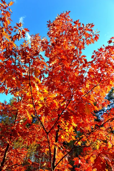 Podzimní strom oranžový dub na pozadí modré oblohy. Krajina, ano — Stock fotografie