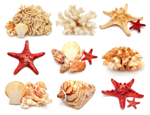 Collection of sea stars, shells and coral isolated on white back — Stock Photo, Image