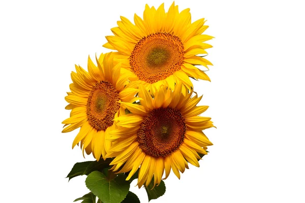 Sonnenblumenstrauß mit Blättern auf weißem Hintergrund. Sonne — Stockfoto
