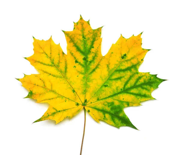 Осенний желтый и зеленый кленовый лист выделен на белом фоне . — стоковое фото