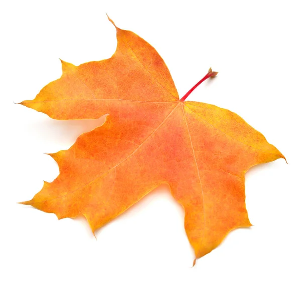 Orange maple leaf isolated on white background. Autumn, falling — Stock Photo, Image