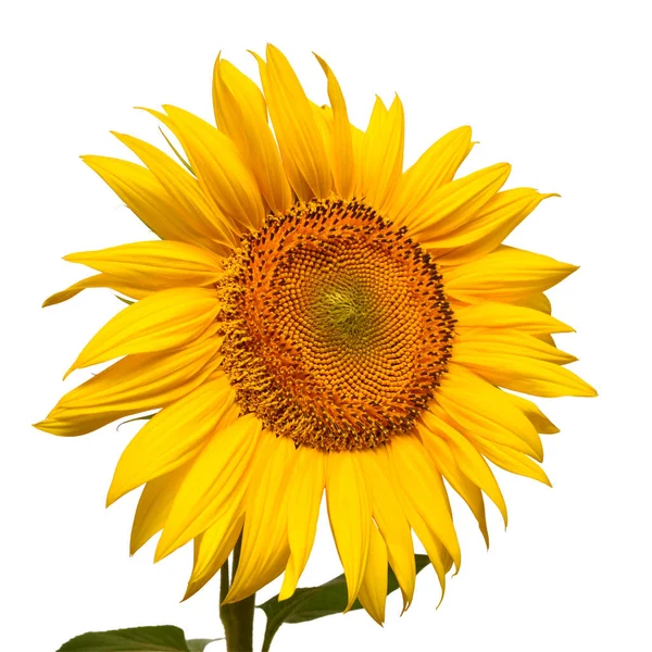 Sunflower head isolated on white background. Sun symbol. Flowers — 스톡 사진