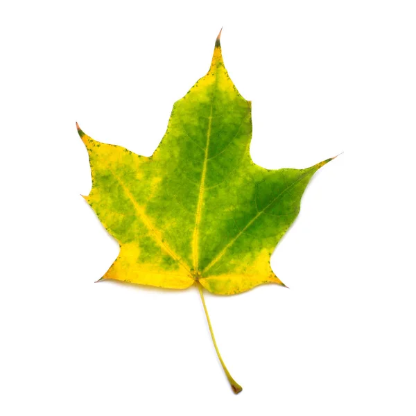 Autumn yellow and green maple leaf isolated on white background. — Stock Photo, Image