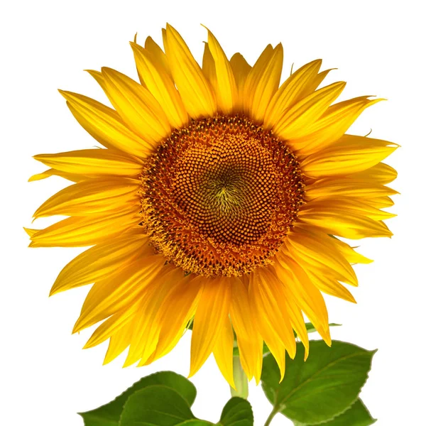 Sunflower head isolated on white background. Sun symbol. Flowers — Stock Photo, Image