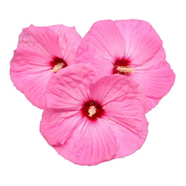 Bukett rosa hibiskus blommor isolerad på vit bakgrund. Platt — Stockfoto