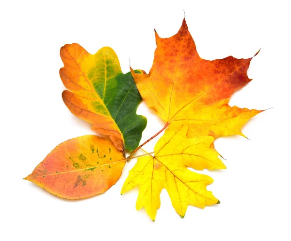 Coleção folha de outono bordo multicolorido, carvalho e outros isolados — Fotografia de Stock