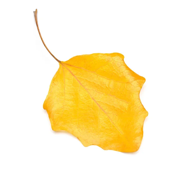 Ένα κίτρινο φύλλο σημύδας του φθινοπώρου απομονωμένο σε λευκό φόντο. Φάλι. — Φωτογραφία Αρχείου