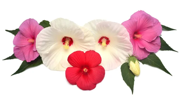 Hibiscus rouge, blanc et rose avec des feuilles isolées sur le blanc — Photo