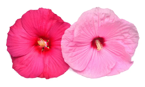 Δύο πολύχρωμοι ιβίσκοι κόκκινοι και ροζ απομονωμένοι σε λευκό φόντο — Φωτογραφία Αρχείου