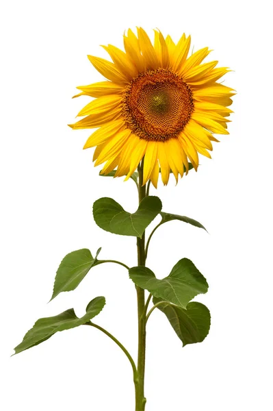 Beyaz arka planda izole edilmiş ayçiçeği. Güneş sembolü. Çiçekler bağırıyor — Stok fotoğraf