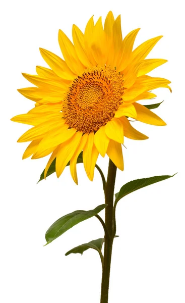 Bunga matahari terisolasi pada latar belakang putih. Simbol matahari. Bunga berteriak. — Stok Foto