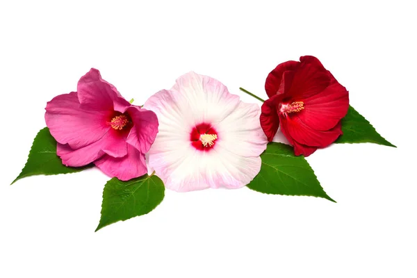 Three pink hibiscus flowers with leaves isolated on white backgr — Stock Photo, Image