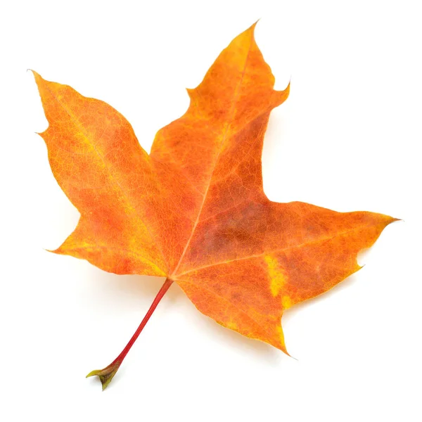 Feuille d'érable rouge isolée sur fond blanc. Automne, chute fol — Photo