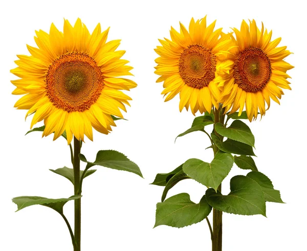 Sonnenblumen Kollektion verschiedene Bouquet isoliert auf weißem Hintergrund — Stockfoto