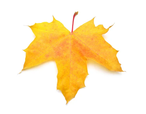 Orange maple leaf isolated on white background. Autumn, falling — Stock Photo, Image