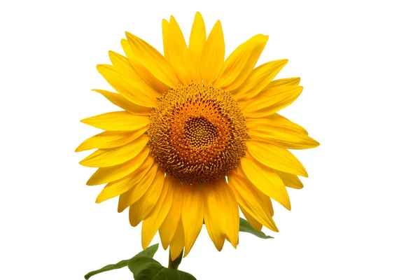 Cabeza de girasol aislada sobre fondo blanco. Símbolo solar. Flores — Foto de Stock